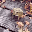acumalaka emote for Discord