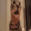 Discombobulater emote for Discord