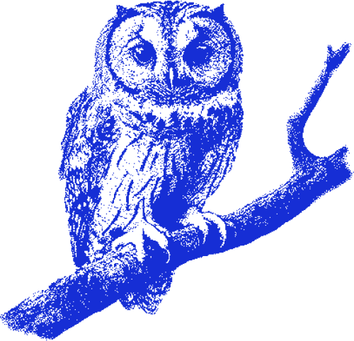 Owl emote for Discord