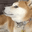DogeWeird emote for Discord