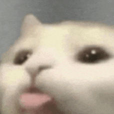 Blep_Cat emote for Discord