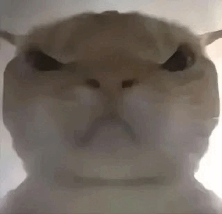 Angycat emote for Discord