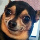 Dogwtf emote for Discord