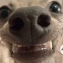 Hehedog emote for Discord