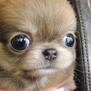StareDog emote for Discord
