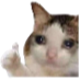 CatThumbsup_3 emote for Discord