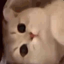 2 emote for Discord