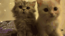 2cats emote for Discord
