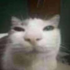sillycat emote for Discord