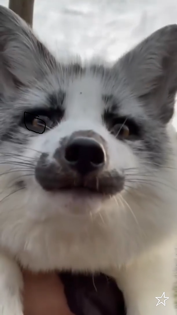 Fox emote for Discord