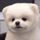 PuppyHeadTilt emote for Discord