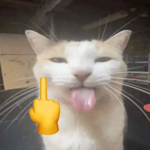 cat_lewfuc emote for Discord