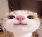333cute emote for Discord
