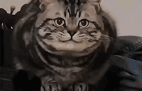 333 emote for Discord