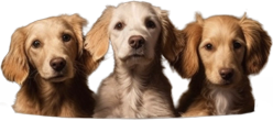 3dog emote for Discord