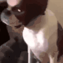 5Dog emote for Discord