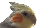qoqueJAM emote for Discord
