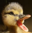 quarkk emote for Discord