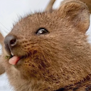 QuokkaBla emote for Discord