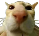 que emote for Discord