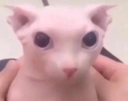 bingusStare emote for Discord