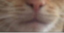 bottom emote for Discord