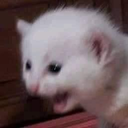 CatKek emote for Discord