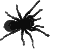 spider animated emote