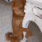 clingy_dog emote for Discord