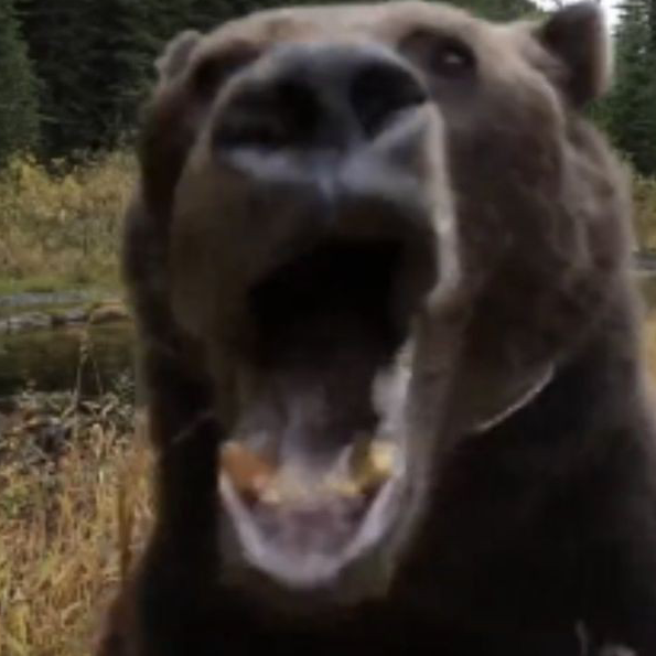 BearReaction emote for Discord