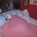 Sleep emote for Discord