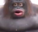 Weird_Gorilla emote for Discord