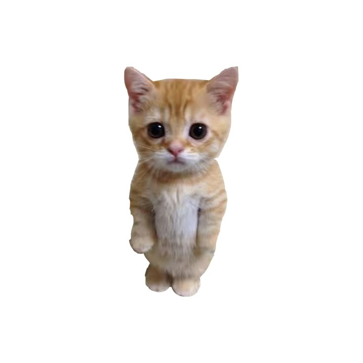 19 emote for Discord