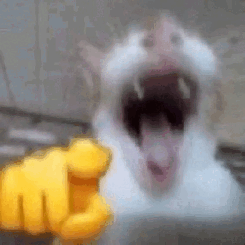 cat emote for Discord