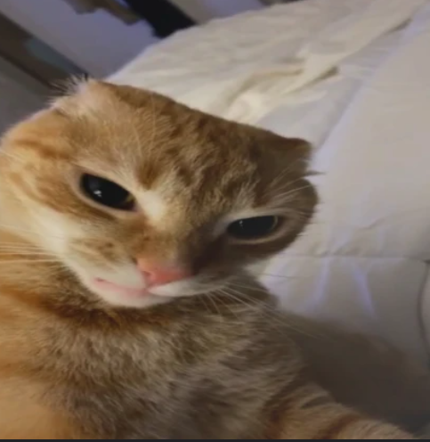 angrycat emote for Discord