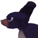 pingu_rage emote for Discord