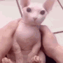 fastBingus emote for Discord