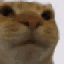 idiot emote for Discord