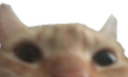top emote for Discord