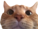 wyd emote for Discord