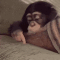 bored_monkey emote for Discord