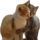 catt_hug emote for Discord