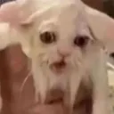 old_ancestor_cat emote for Discord