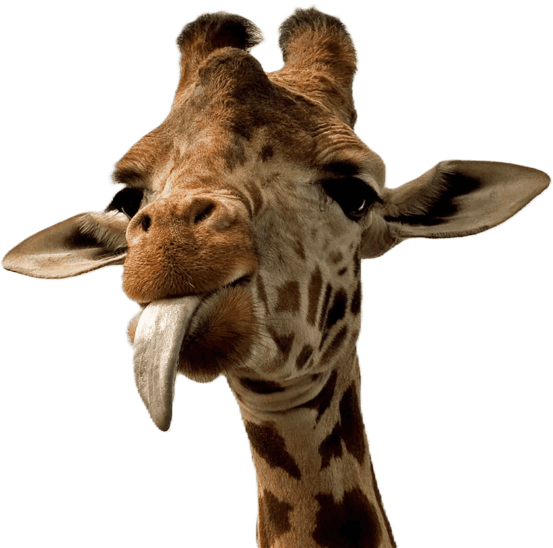 giraffe_cozy emote for Discord