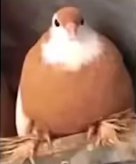 FatBirdie emote for Discord