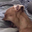 screech emote for Discord