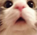 cutecat12 emote for Discord