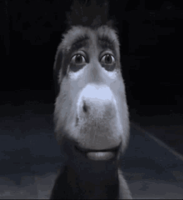 donkey_stare emote for Discord