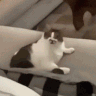 cat_lick emote for Discord