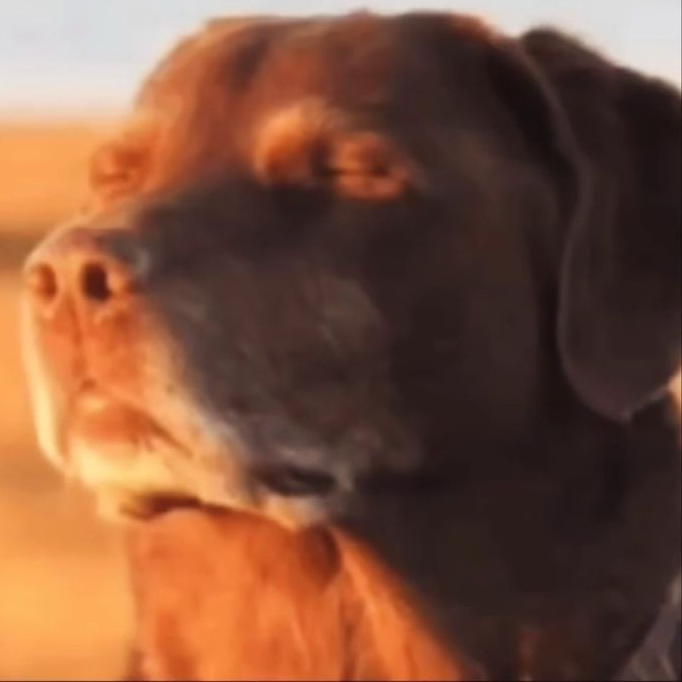 Nervousdog emote for Discord